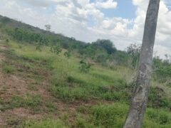 Affordable Farm Land for sale Malindi.