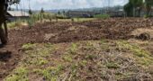 Prime 1/4 Acre Plot for Sale Near Ngong Town