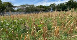 1 Acre Plot for Sale near Kilifi Bofa Beach