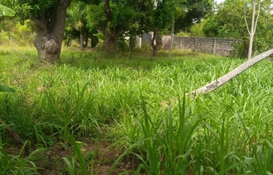 Prime Quarter Acre Plot for Sale in Mtwapa, Kilifi County