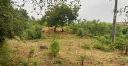 Prime 1/4 Acre Plot for Sale in Kilifi Bofa Beach