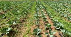 Affordable Farm Land In Rumuruti