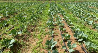 Affordable Farm Land In Rumuruti