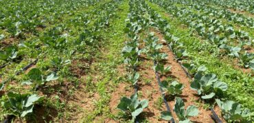 Affordable Farm Land In Rumuruti