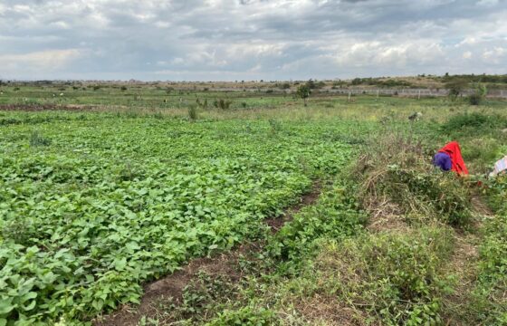 Prime Fertile And Residential Plot