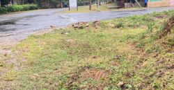 Prime quarter acre Bofa Beach Plots