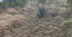 Affordable Farm Land in Malindi