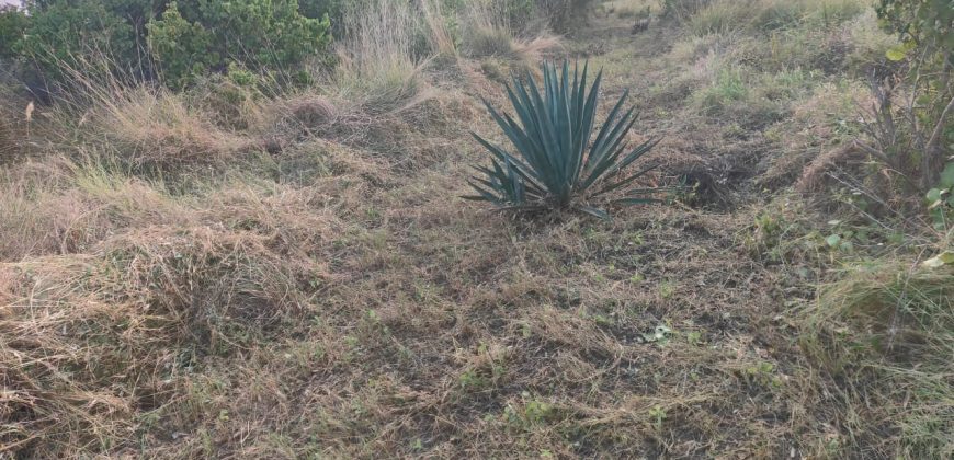 Affordable Farm Land in Malindi
