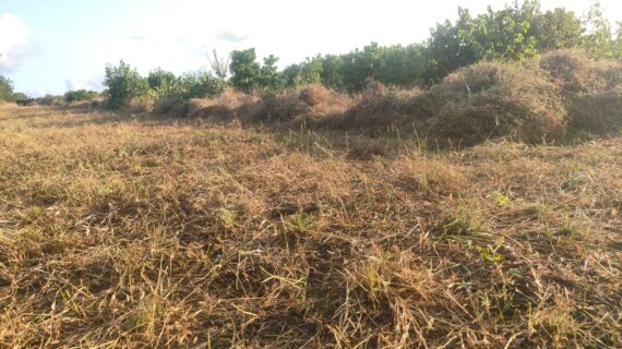 Affordable Farm Land in Malindi