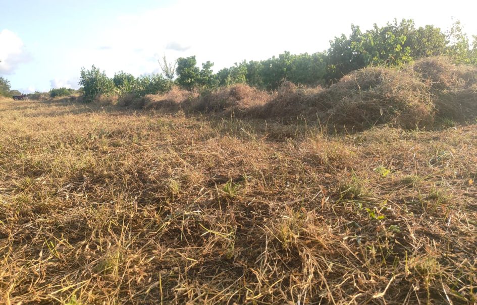 Affordable Farm Land in Malindi