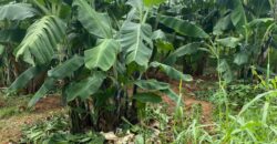 50 Acres Fertile Farming Land Touching The River