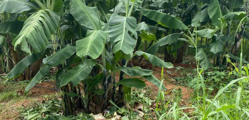 50 Acres Fertile Farming Land Touching The River