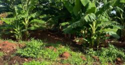 50 Acres Fertile Farming Land Touching The River