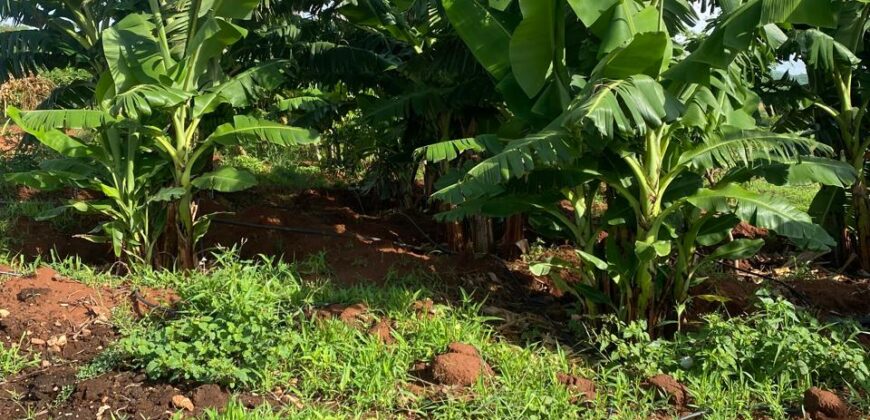 50 Acres Fertile Farming Land Touching The River