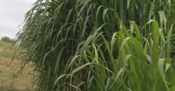 50 Acres Fertile Farming Land Touching The River