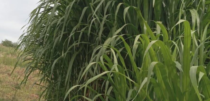 50 Acres Fertile Farming Land Touching The River