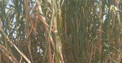 50 Acres Fertile Farming Land Touching The River