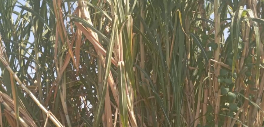 50 Acres Fertile Farming Land Touching The River