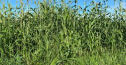 50 Acres Fertile Farming Land Touching The River