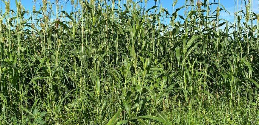 50 Acres Fertile Farming Land Touching The River