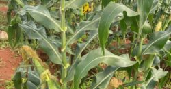 50 Acres Fertile Farming Land Touching The River