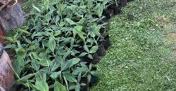 50 Acres Fertile Farming Land Touching The River