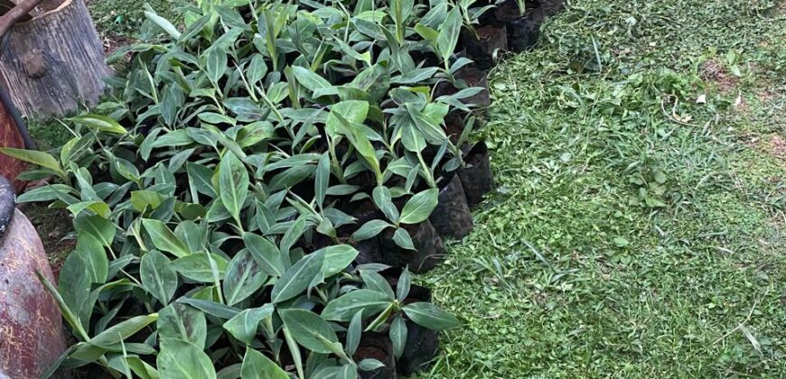 50 Acres Fertile Farming Land Touching The River