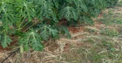 50 Acres Fertile Farming Land Touching The River