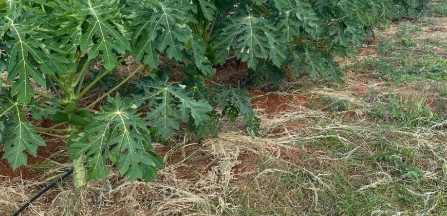 50 Acres Fertile Farming Land Touching The River