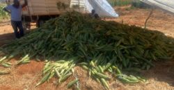 50 Acres Fertile Farming Land Touching The River