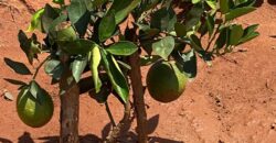 50 Acres Fertile Farming Land Touching The River