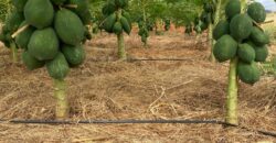 50 Acres Fertile Farming Land Touching The River