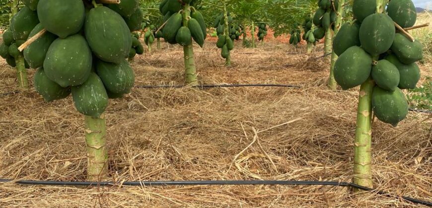 50 Acres Fertile Farming Land Touching The River