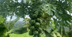 50 Acres Fertile Farming Land Touching The River