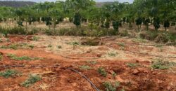 50 Acres Fertile Farming Land Touching The River