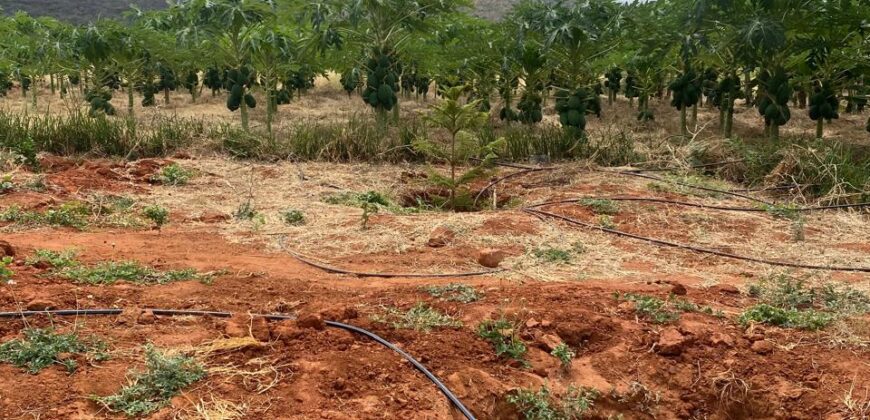 50 Acres Fertile Farming Land Touching The River