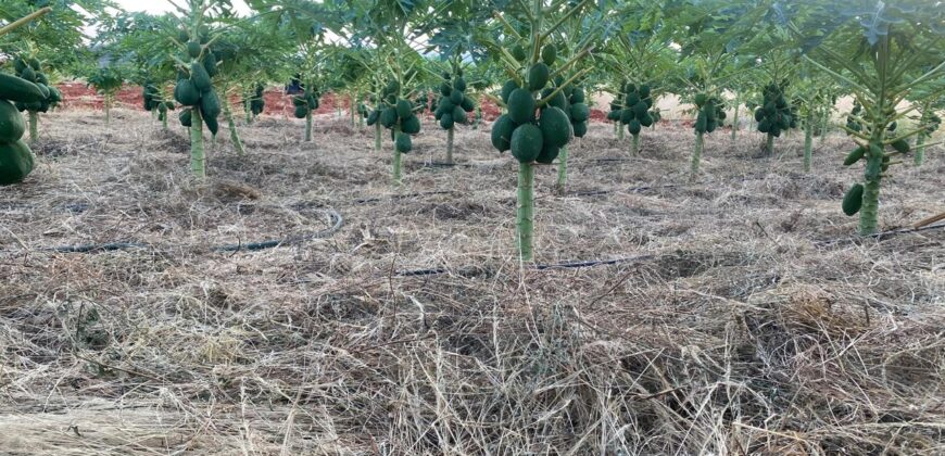 50 Acres Fertile Farming Land Touching The River