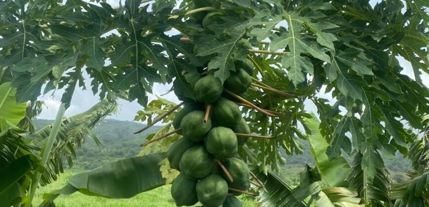 50 Acres Fertile Farming Land Touching The River