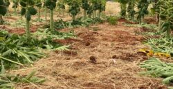 50 Acres Fertile Farming Land Touching The River