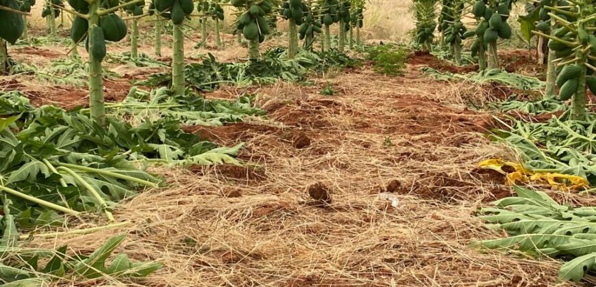 50 Acres Fertile Farming Land Touching The River