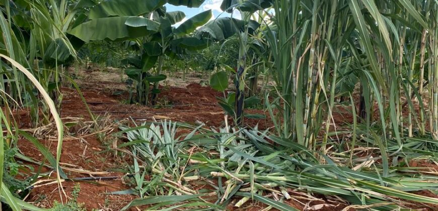 50 Acres Fertile Farming Land Touching The River