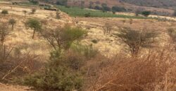 50 Acres Fertile Farming Land Touching The River