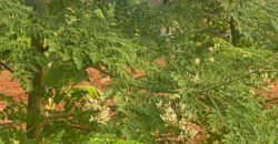 50 Acres Fertile Farming Land Touching The River