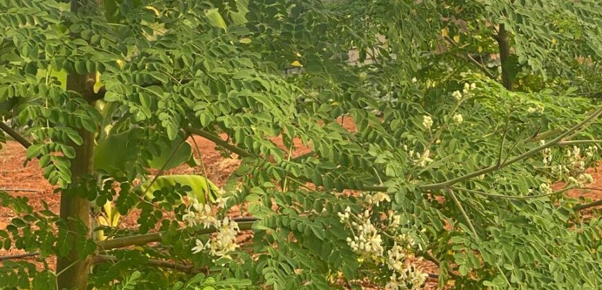 50 Acres Fertile Farming Land Touching The River