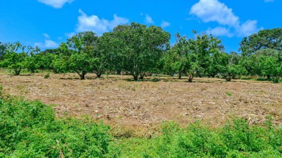 Prime Plots For Sale in Malindi Prime Plots For Sale in Malindi