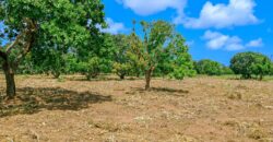 Prime Plots For Sale in Malindi
