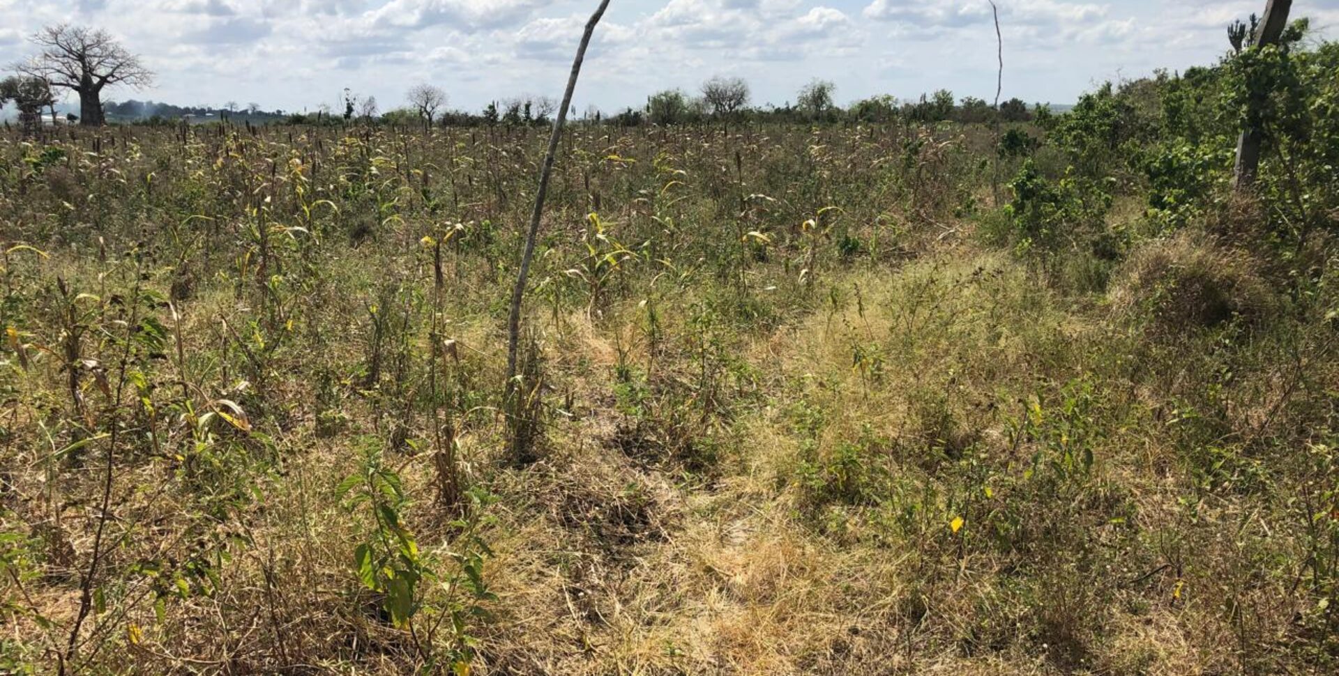 Prime Affordable 1 acre Plots in Malindi
