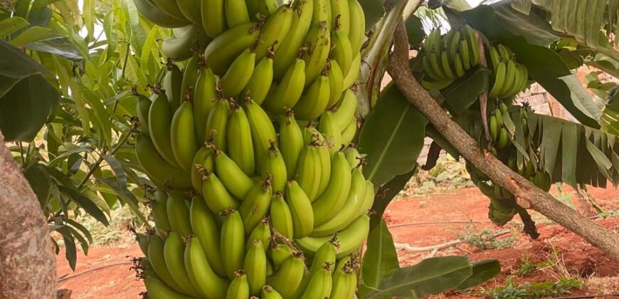 Prime 50 Acres Land For Sale Touching The River Prime 50 Acres Land For Sale Touching The River