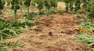 Prime 50 Acres Land For Sale Touching The River Prime 50 Acres Land For Sale Touching The River