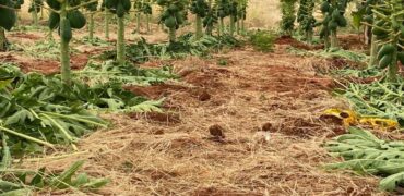 Prime 50 Acres Land For Sale Touching The River